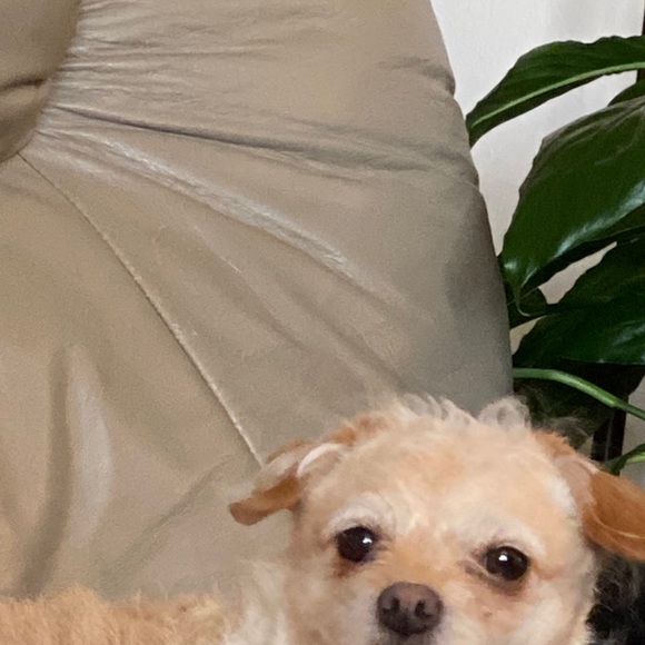 Meet your Posher, Stephanie - Picture 1 of 1